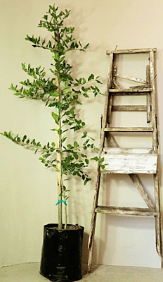 Apodytes dimidiata - White Pear Apodytes dimidiata - White Pear