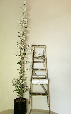 Brachylaena discolor - Coastal Silver Oak Brachylaena discolor - Coastal Silver Oak