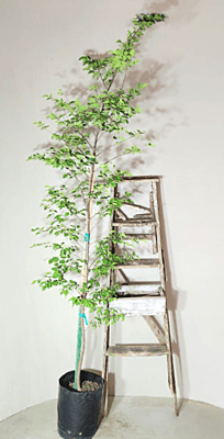 Celtis africana - White Stinkwood Celtis africana - White Stinkwood