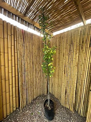 Celtis sinensis - Chinese Hackberry Celtis sinensis - Chinese Hackberry