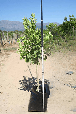 Citrus limon var Eureka - Eureka Lemon Citrus limon var Eureka - Eureka Lemon