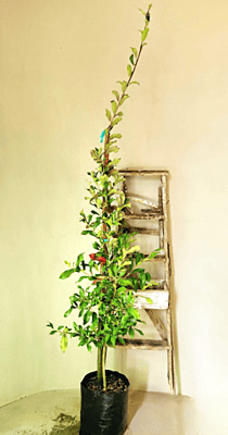 Combretum kraussii - Forest Bushwillow Combretum kraussii - Forest Bushwillow
