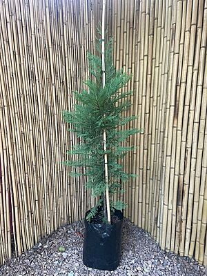 Cupressocyparis leylandii - Leyland Cypress Cupressocyparis leylandii - Leyland Cypress