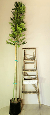 Harpephyllum caffrum - Wild Plum Harpephyllum caffrum - Wild Plum