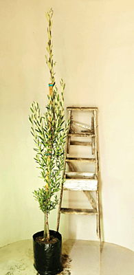 Kiggelaria africana - Wild Peach Kiggelaria africana - Wild Peach