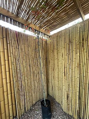 Quercus palustris - Pin Oak Quercus palustris - Pin Oak