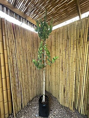 Syzygium cordatum - Waterberry Syzygium cordatum - Waterberry