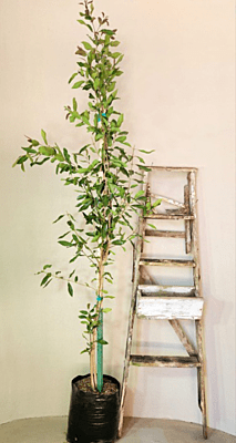 Syzygium guineense - Water Pear Syzygium guineense - Water Pear