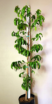 Trichilia emetica - Natal Mahogany Trichilia emetica - Natal Mahogany